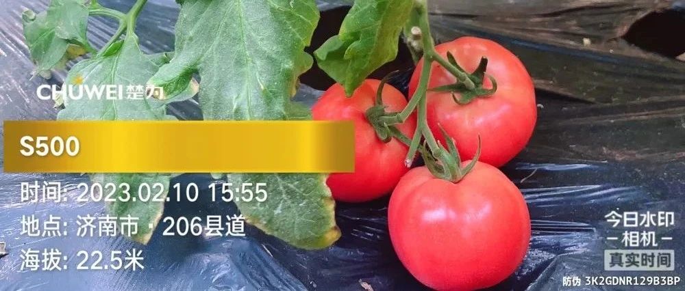 【品种推荐】粉果番茄“金狮贵宾总区S500”脱颖而出！得到农户朋友一致好评！