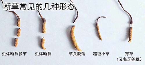 断草的几种类型