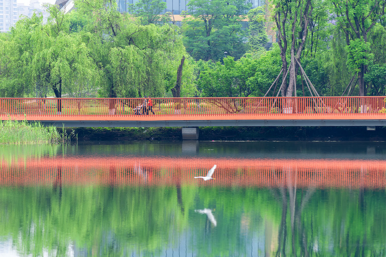 164号作品 霓虹鹭影+杜宁18980093283摄于锦城湖公园