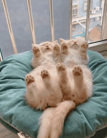 src=http___5b0988e595225.cdn.sohucs.com_images_20200424_d1678219f4e346cf9a53b6b74c6a0c30.gif&refer=http___5b0988e595225.cdn.sohucs