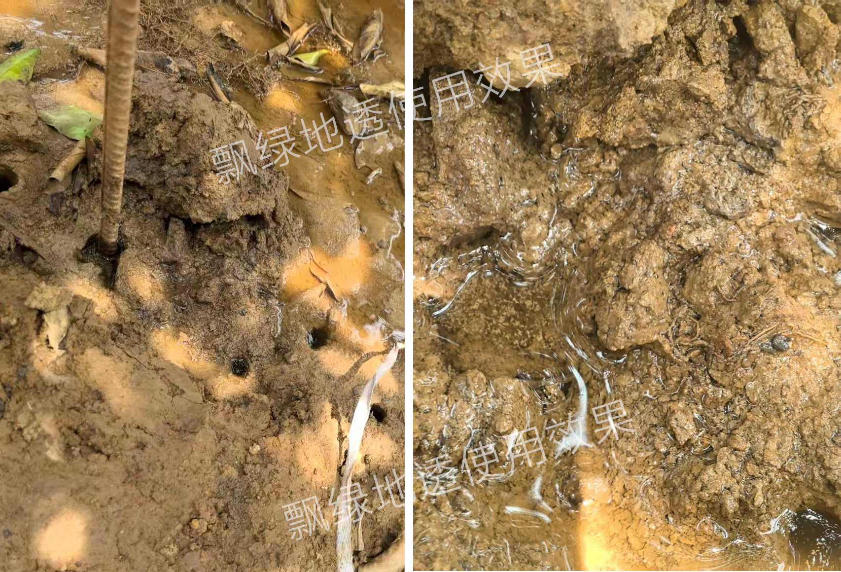 飘绿地透使用效果2