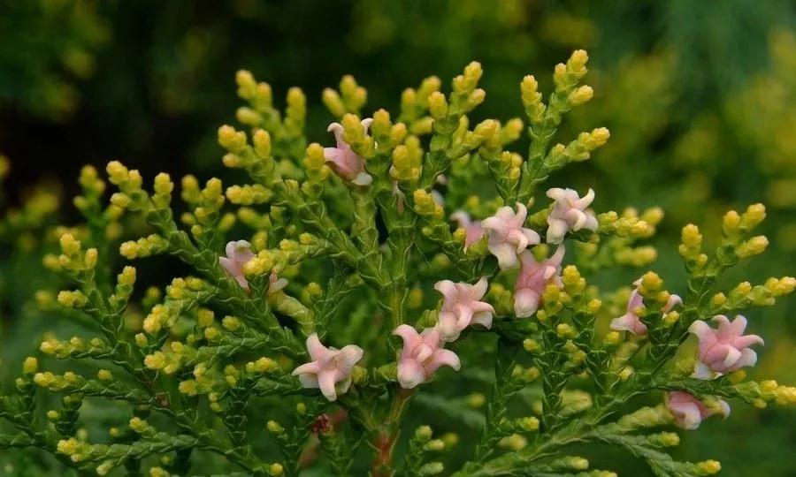 柏树正常开花