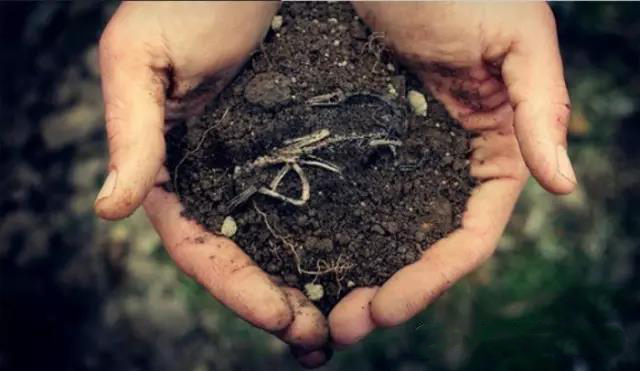 【园林肥料篇】绿化苗木养护的施肥方法？