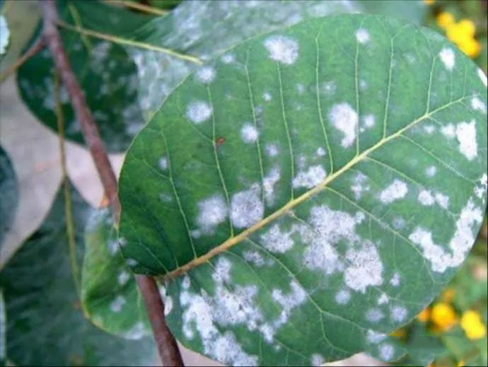 不同季节园林病虫害发生情况