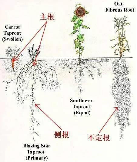 根系腐烂：植物根系分类及生根方法
