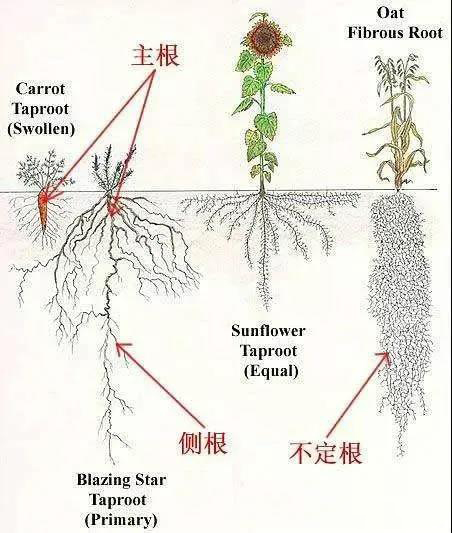 根系腐烂:植物根系分类及生根方法