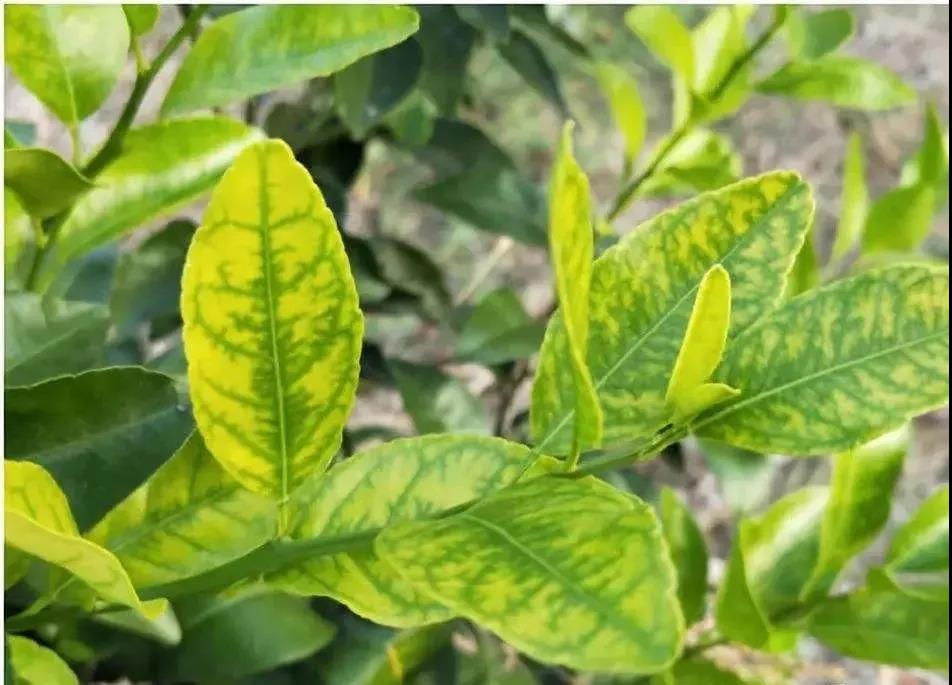 园林树木救治:苗木叶片黄化如何解决