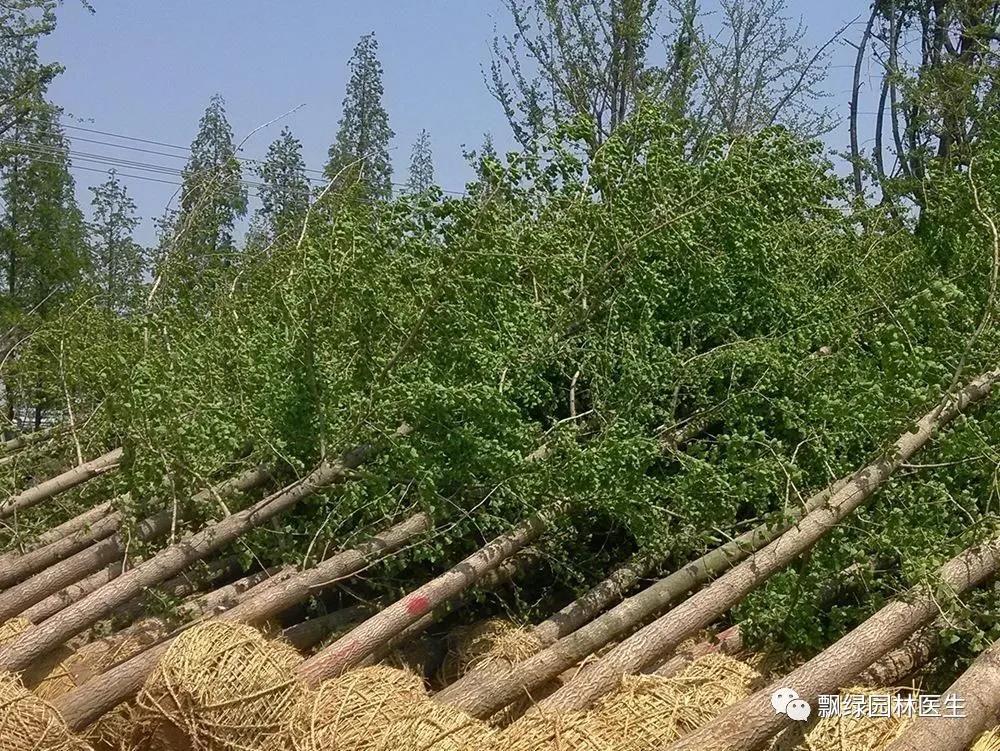 园林树木救治:园林僵苗应该如何处理