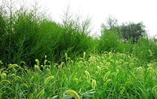 草坪杂草狗尾草防除