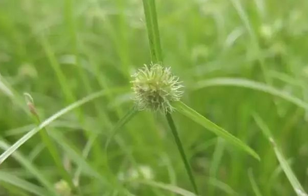 草坪杂草水蜈蚣防除