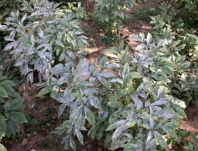 芍药白 粉病
