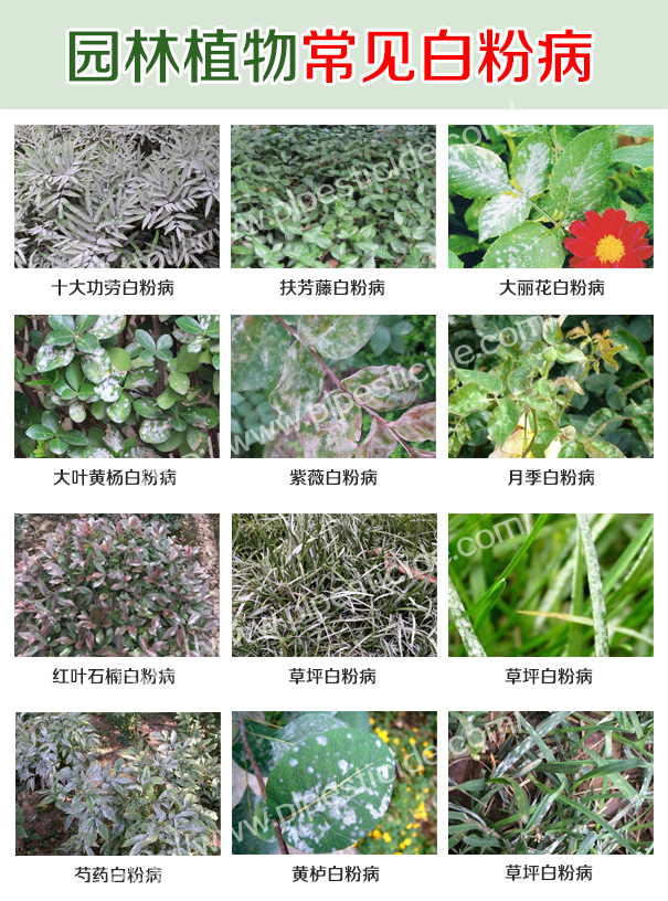 园林常见植物白 粉病