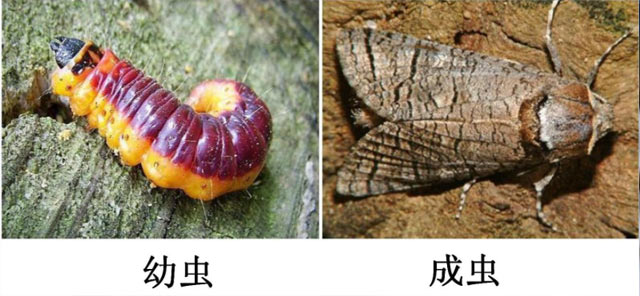 木蠹蛾