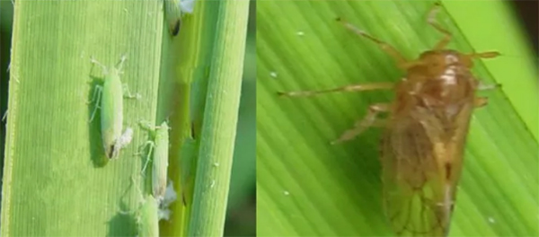 园林虫害防治飞虱