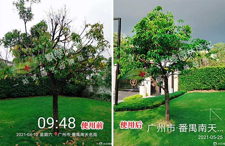 园林树木救治 01