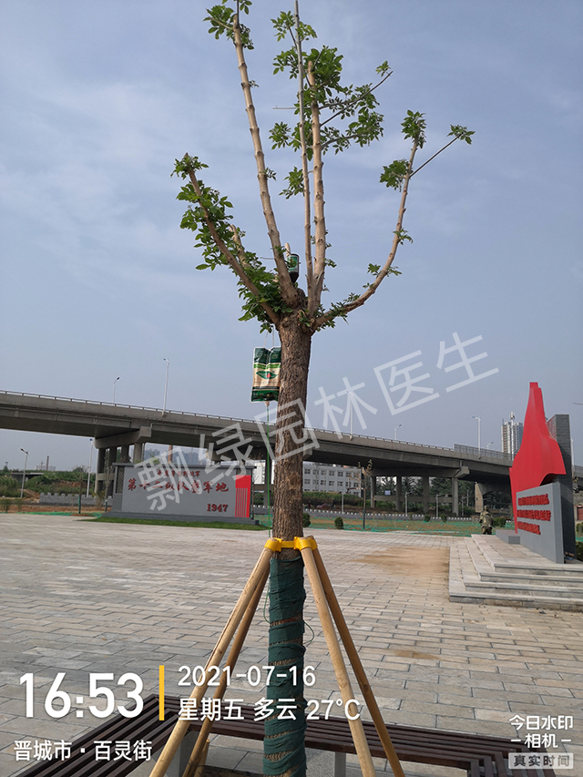 抢救复壮 640_hou