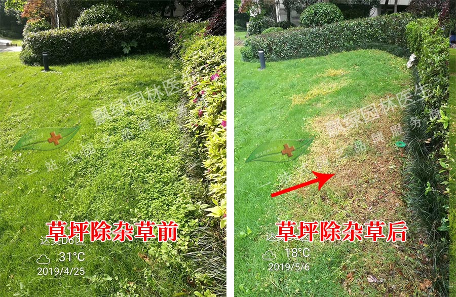 草坪阔叶类杂草防除效果