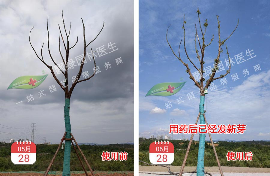 没法芽的树木怎么抢救复壮?