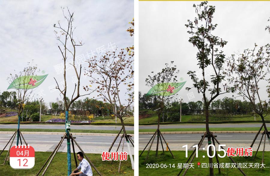 没法芽的树木怎么抢救复壮?