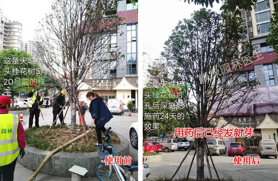 没法芽的树木怎么抢救复壮?