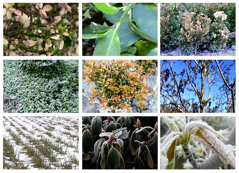 园林植物冻害预防及防治措施!