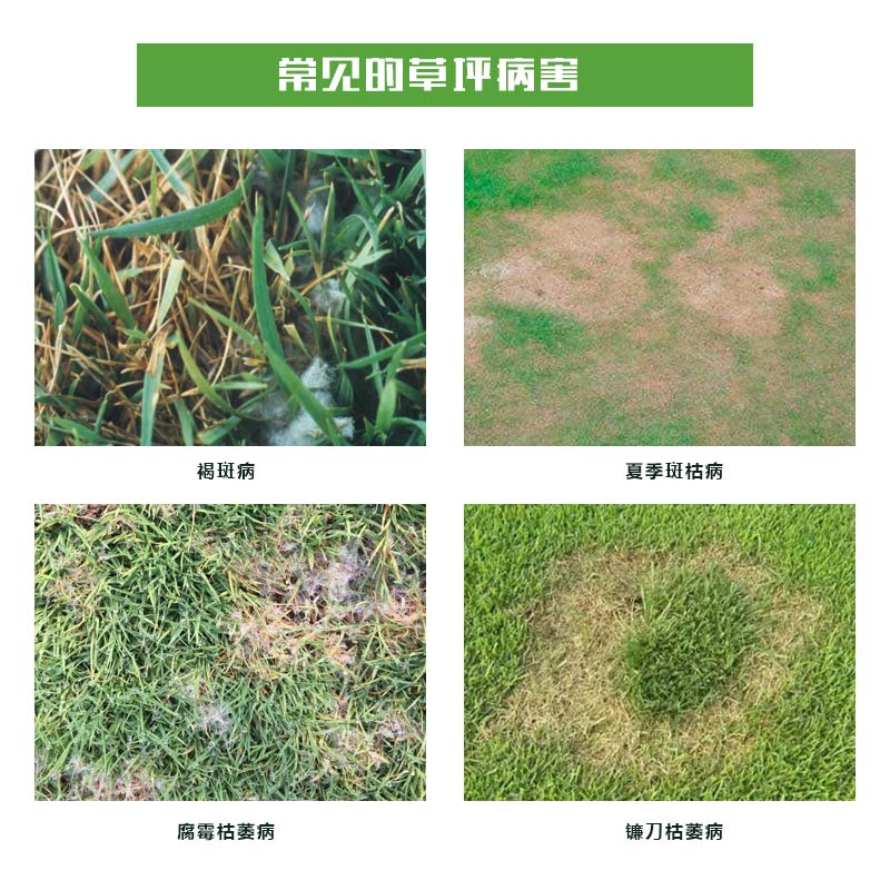 【园林药肥】草坪一块一块的发黄怎么补救?