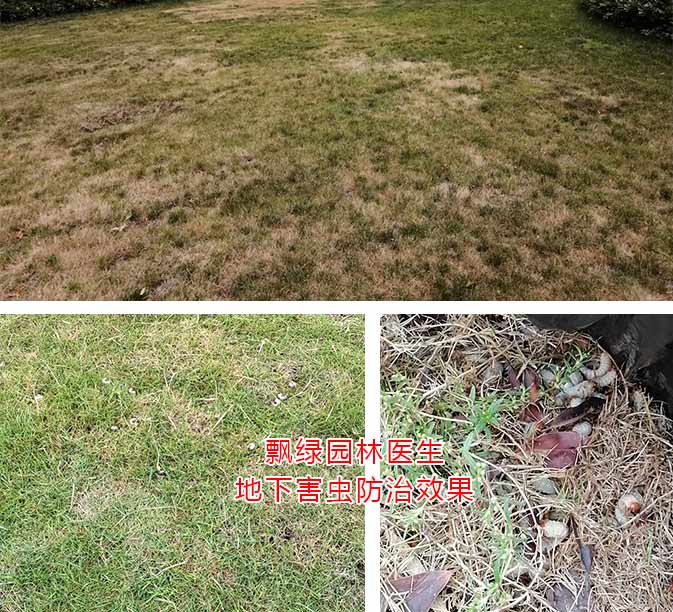 【园林药肥】草坪一块一块的发黄怎么补救?