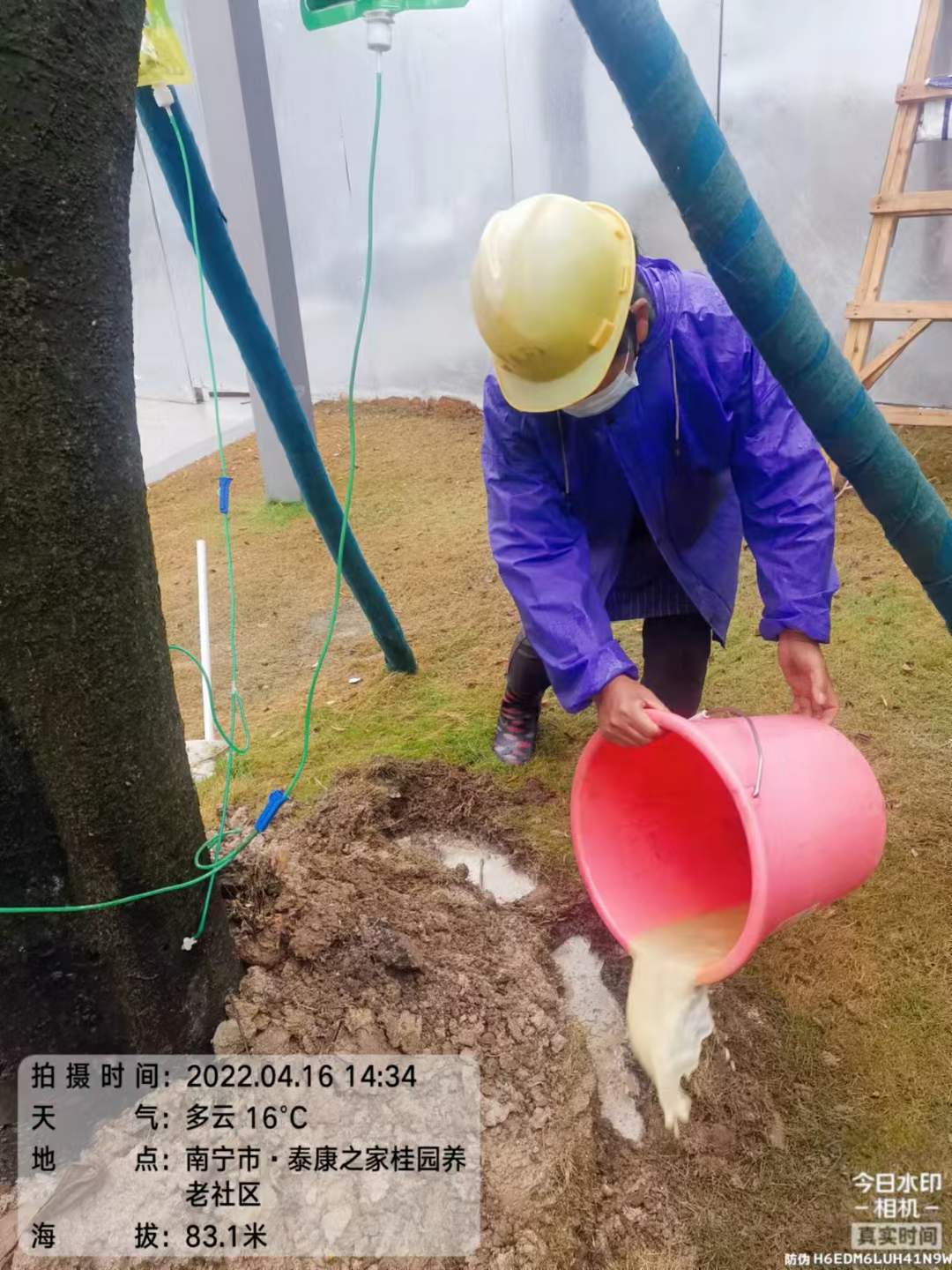 今日份救树复壮，朴树枝叶干枯，半边树干都已干透，挖开根部发现菌丝感染，使用飘绿枯美宜治+飘绿跟建进行治疗，使用飘绿根多宝+飘绿块根促生根，使用飘绿8号肥复壮。2