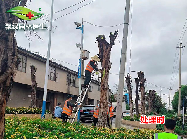 树木不发芽怎么办处理前