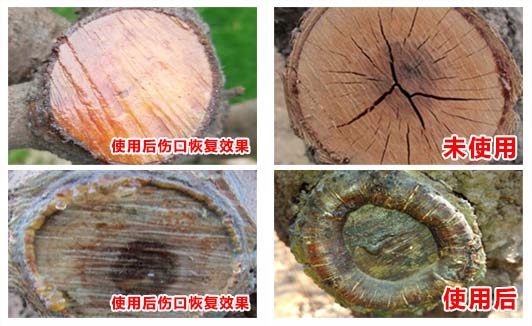 苗木修剪伤口处理(树画皮4)