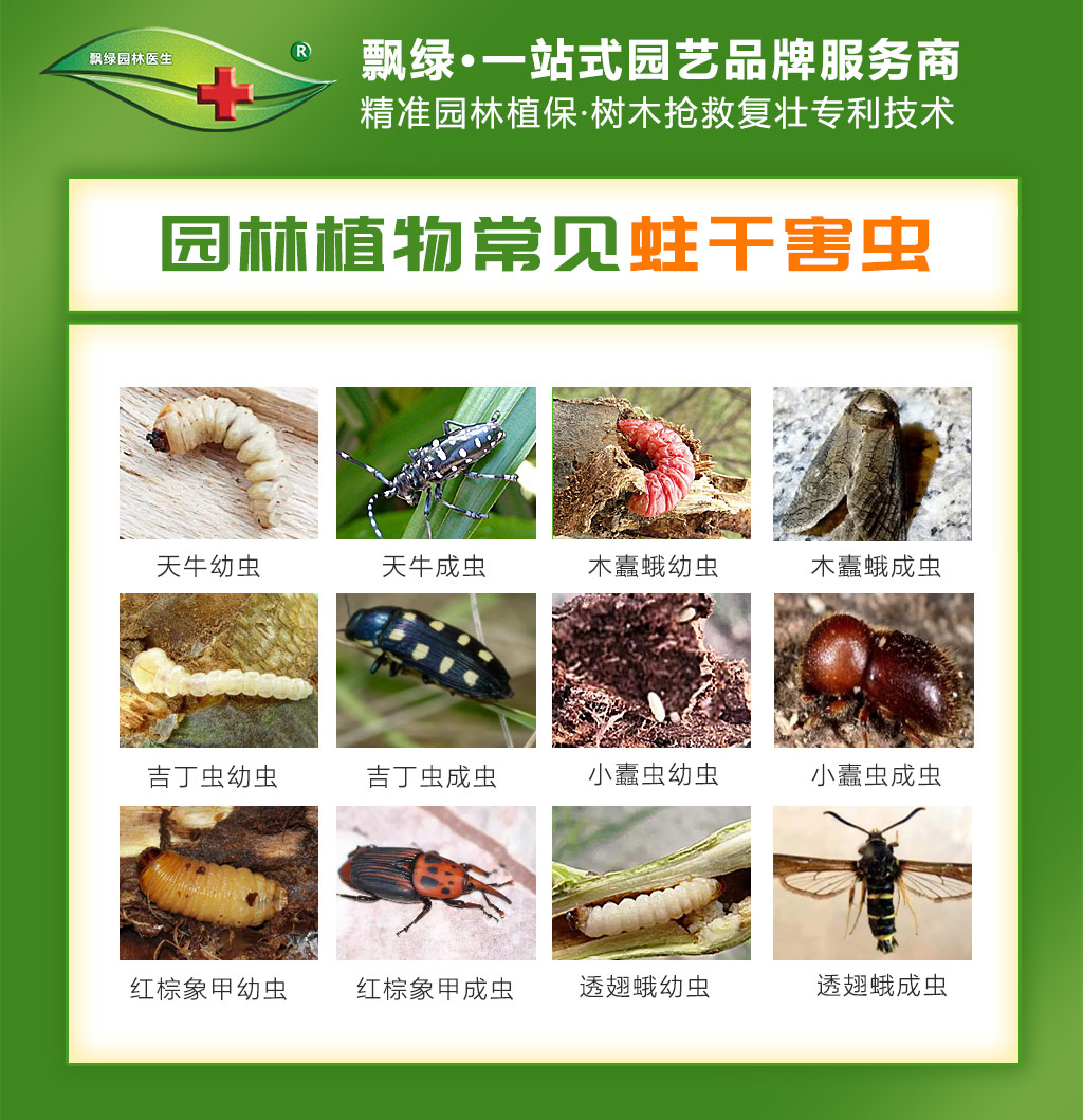 园林常见蛀干害虫有那些 园林常见蛀干害虫有那些