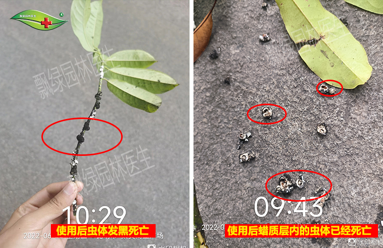 阶壳虫防治效果对比