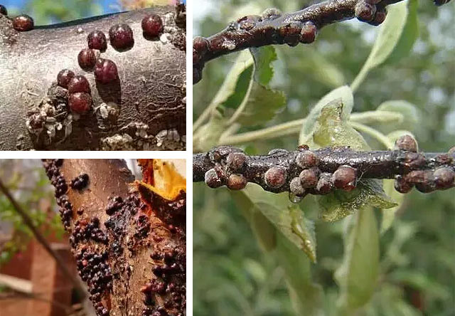 阶壳虫用什么药最有效果 阶壳虫用什么药最有效果