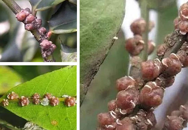阶壳虫怎么根除 阶壳虫怎么根除