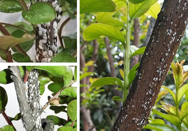 紫薇绒蚧的防治方法 紫薇绒蚧的防治方法