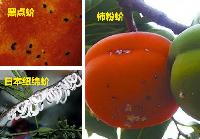 阶壳虫怎么根除 阶壳虫怎么根除