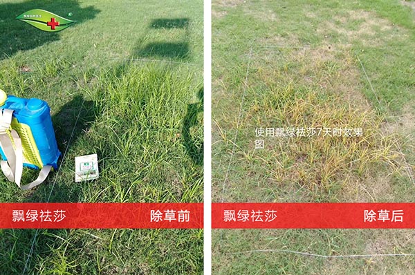 飘绿袪莎效果对比2