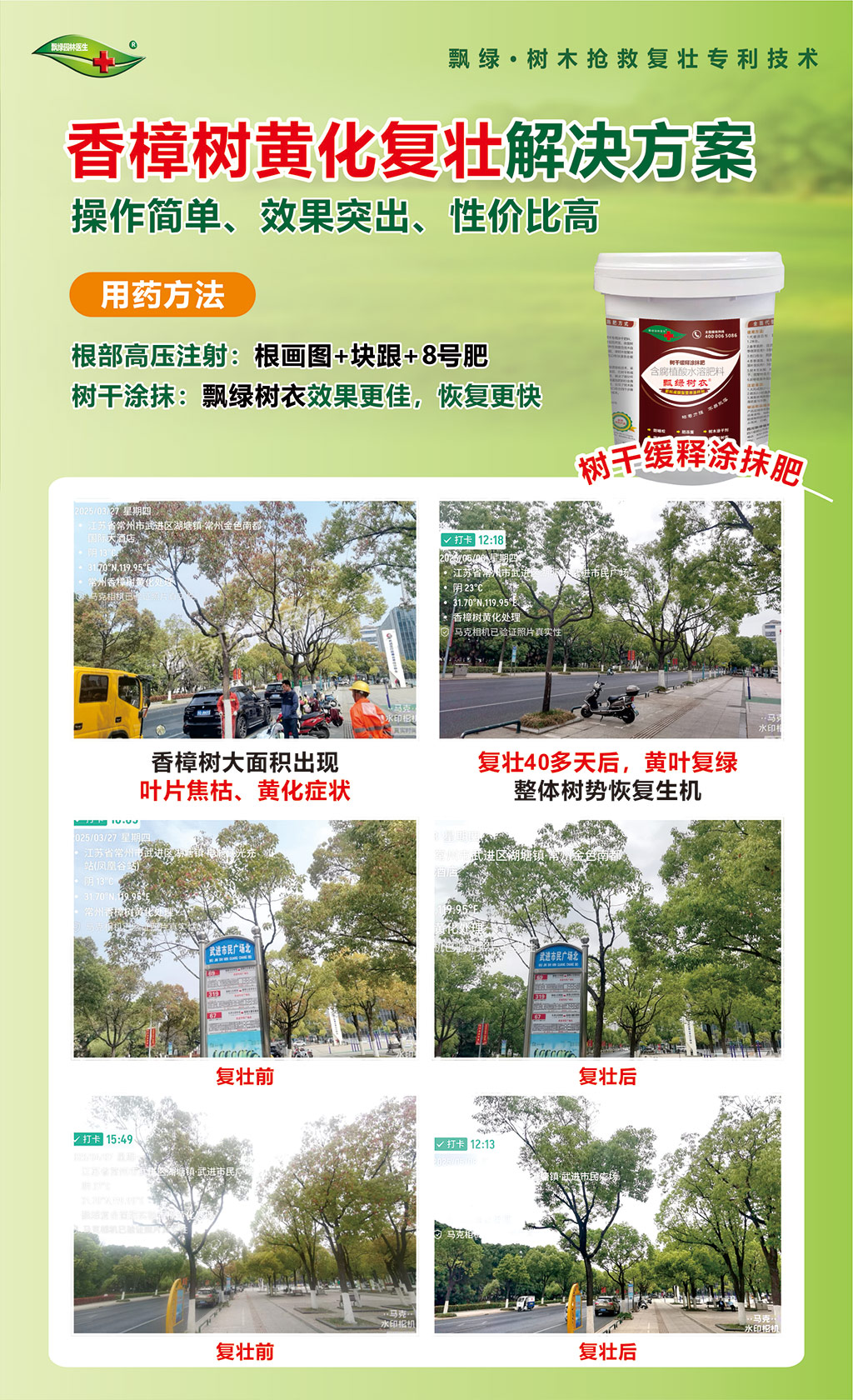 香樟树黄化复壮（压缩）