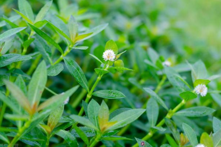 草坪除草剂