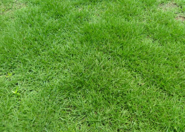 馬尼拉草坪雜草防除應該怎么選擇除草劑呢?