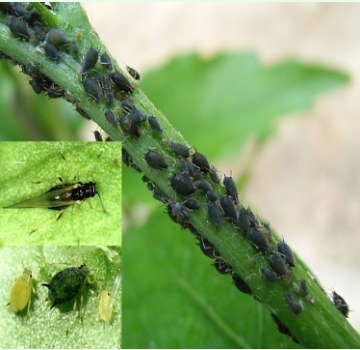 蚜蟲的種類及防治方法