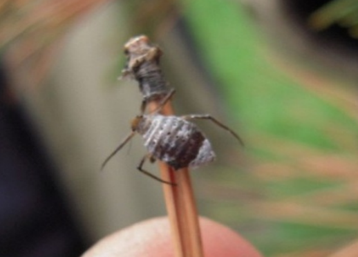 蚜虫的种类及防治方法