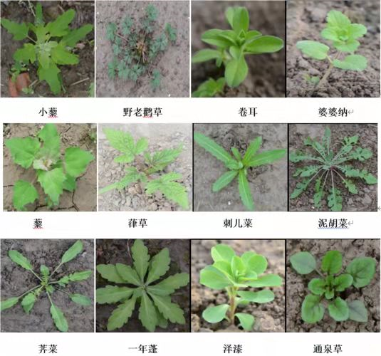 立春后园林植物常见问题