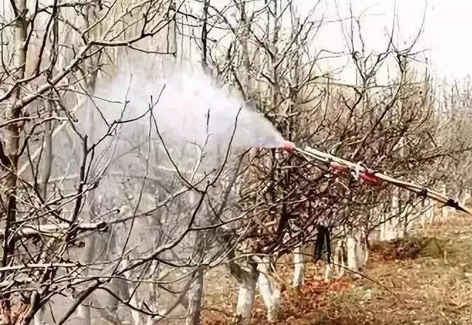 硫合剂这个小配方,才是最好的清园剂,杀菌更彻底