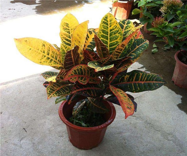 植物养护管理:室内盆栽植物养护注意事项