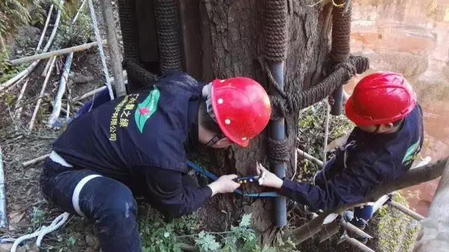 名木古树移栽如何做好树体水分平衡