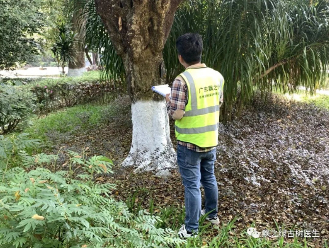 名木古树保护
