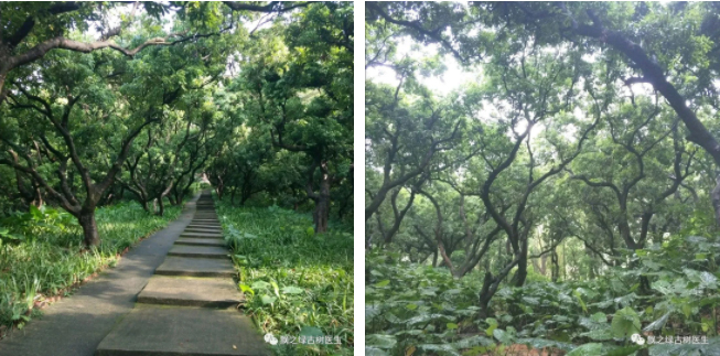 邂逅唐家湾古树群