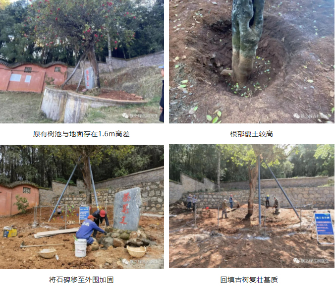 古树立地环境改造 古树立地环境改造