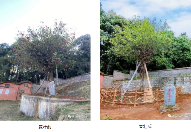 古树复壮 水目山上庵寺内-茶花